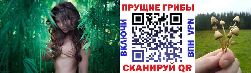 Купить  Слюдянка  Псилоцибиновые грибы Psilocybe 